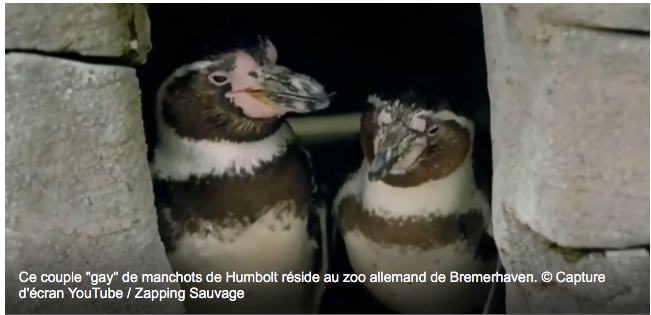 Homosexualité monde animalier